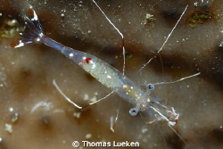 found in Lembeh; D200 by Thomas Lueken 